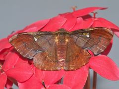 Fascellina