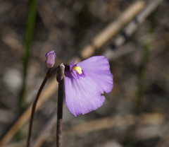 Utricularia dichotoma