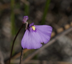 Utricularia dichotoma