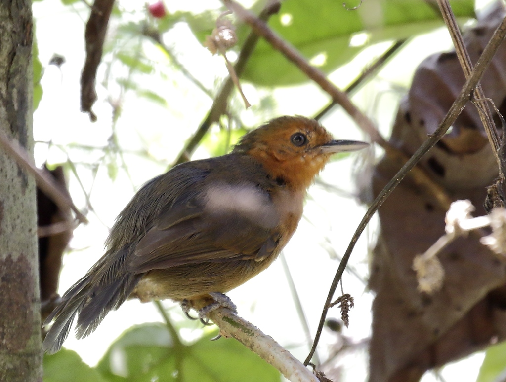 Blackish Antbird