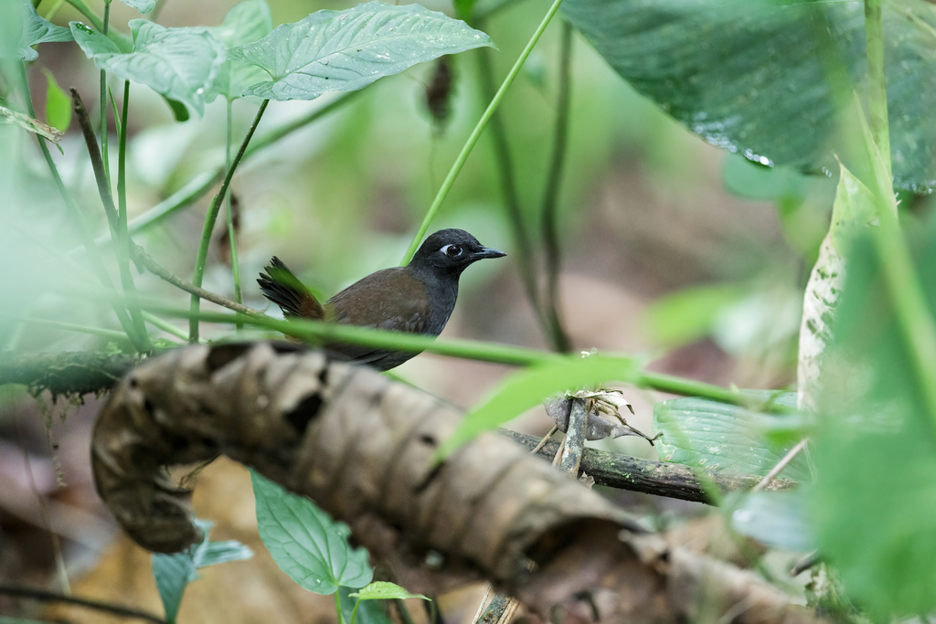 Black-hooded Antthrush photo
