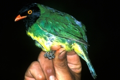 Black-Chested Fruiteater photo 2