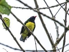 Black-Chested Fruiteater photo 3