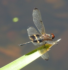 Rhyothemis phyllis beatricis