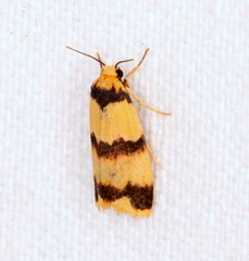 Thallarcha chrysochares
