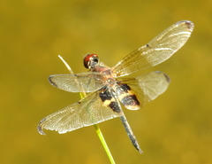 Rhyothemis phyllis beatricis