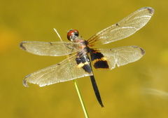 Rhyothemis phyllis beatricis