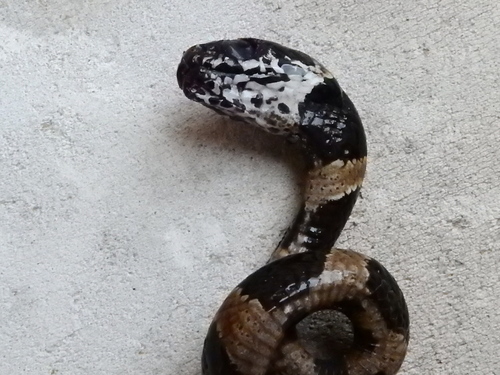 Vermiculate Snail-eater