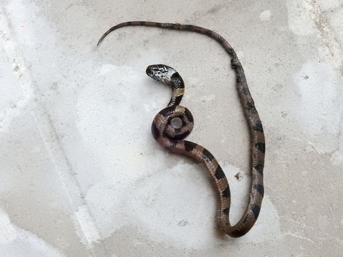 Vermiculate Snail-eater