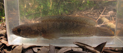 Channa