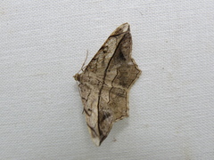 Chiasmia simplicilinea