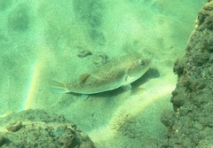 Slick Puffer photo 1