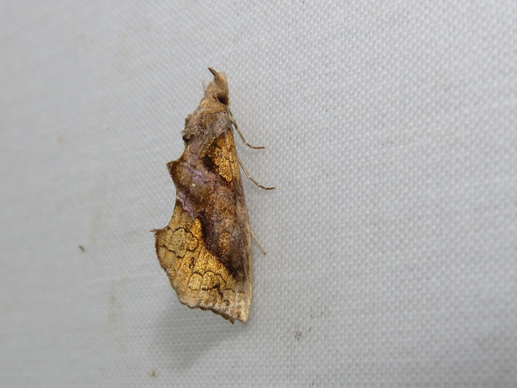 Plusiodonta natalensis