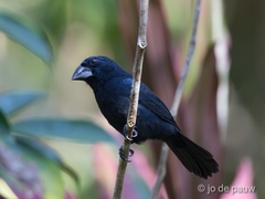 Cyanoloxia cyanoides