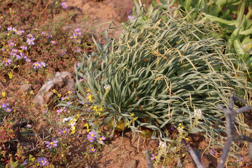 Image of Gethyllis namaquensis by (c) Tony Rebelo, some rights reserved (CC BY-SA)