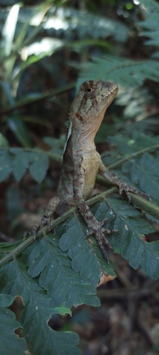 Brazilian Fathead Anole