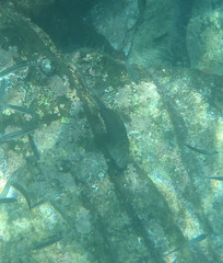 Ophioblennius steindachneri