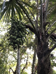 Cryosophila stauracantha