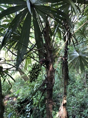 Cryosophila stauracantha