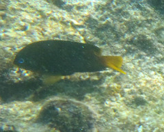 Stegastes arcifrons