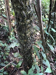 Cryosophila stauracantha