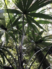 Cryosophila stauracantha