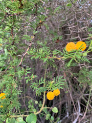 Vachellia rorudiana
