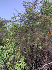 Vachellia rorudiana