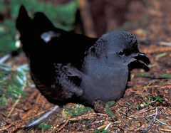 Leach's Storm Petrel photo 4