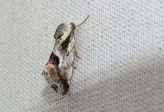 Acontia