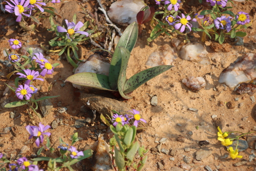 Colchicum vanjaarsveldii