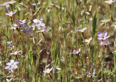 Leptosiphon ambiguus