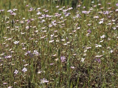 Leptosiphon ambiguus