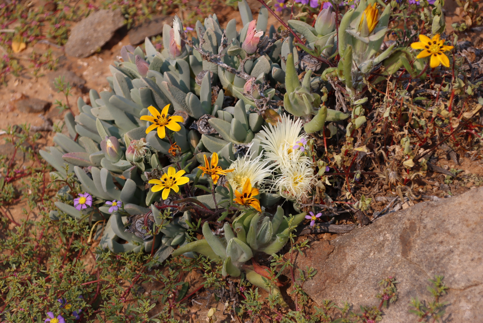 Cheiridopsis acuminata