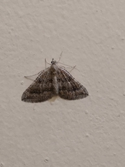 Lepidoptera
