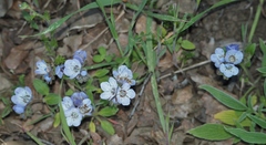 Phacelia divaricata