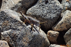 Brachaspis collinus