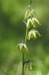 Fritillaria viridea
