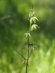 Fritillaria viridea
