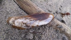 Modiolatus neglectus