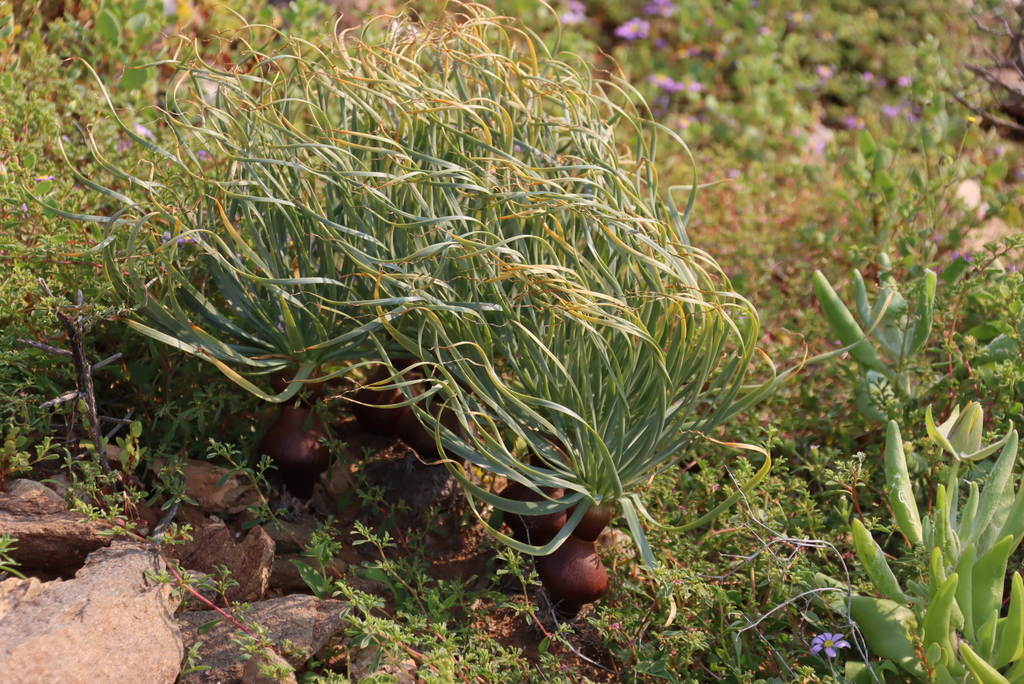 Gethyllis namaquensis, Helskloof Pass, n side, summit, Richtersveld National Park