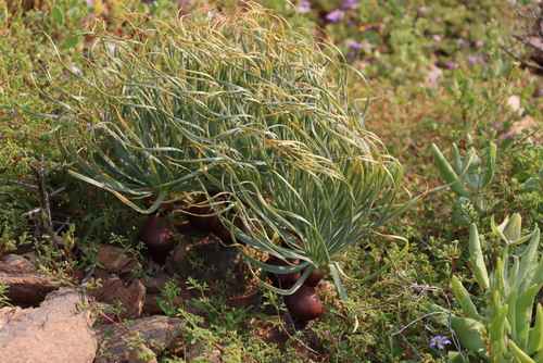Gethyllis namaquensis