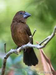 Cyanoloxia cyanoides