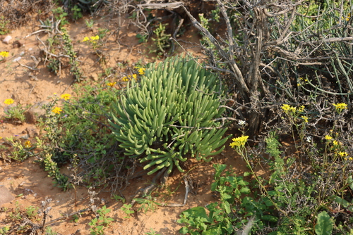 Tylecodon wallichii