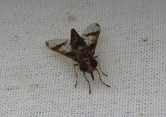 Tabanocella