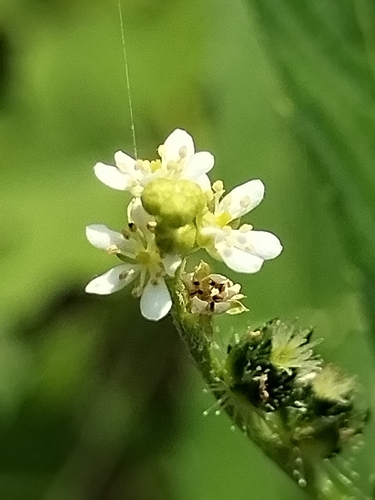 Image of Caperonia palustris by no rights reserved