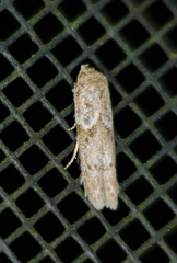 Blastobasis taurusella