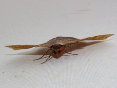 Hypopyra capensis