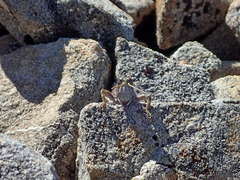 Brachaspis collinus