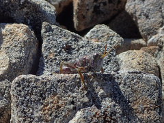 Brachaspis collinus